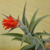 Tillandsia edithae