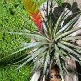 Tillandsia fasciculata
