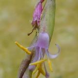 Tillandsia filifolia