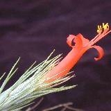 Tillandsia funckiana