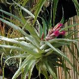 Tillandsia geminiflora