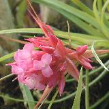 Tillandsia globosa