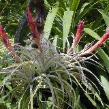 Tillandsia harrisii