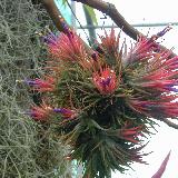 Tillandsia ionantha  'Mexico'