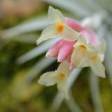 Tillandsia jucunda var. viridiflora