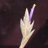Tillandsia juncea