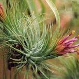 Tillandsia kolbii
