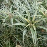 Tillandsia lautneri