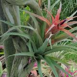 Tillandsia lautneri