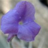 Tillandsia mallemontii