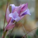 Tillandsia montana