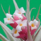 Tillandsia recurvifolia