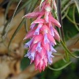 Tillandsia stricta