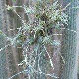 Tillandsia tricholepis