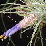 Tillandsia matudae