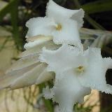 Tillandsia xiphioides