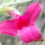 Tillandsia dorotheae
