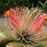 Tillandsia andreana