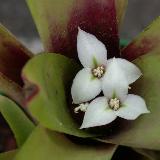 Neoregelia amandae