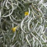 Tillandsia usneoides ' forme curly '