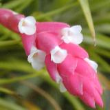 Tillandsia tenuifolia var. strobiliformis