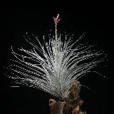 Tillandsia tectorum var filifoliata