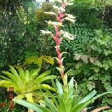 Vriesea imperialis