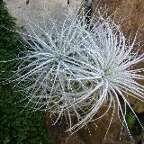 Tillandsia tectorum
