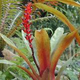 Aechmea vitoriana