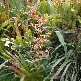Tillandsia guatemalensis