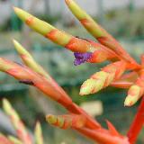 Tillandsia guatemalensis