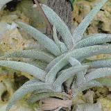 Tillandsia gilliesii