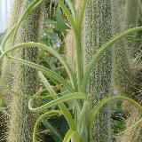 Tillandsia intermedia