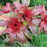 Neoregelia 'Monet'