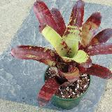 Neoregelia 'Gespacho'