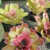 Neoregelia 'Lila'