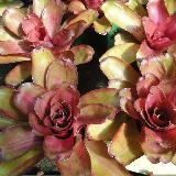 Neoregelia 'jampa'