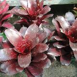 Neoregelia 'Royal Burgundy x Fireball'