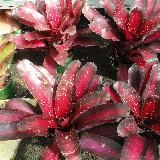 Neoregelia 'Margaret'