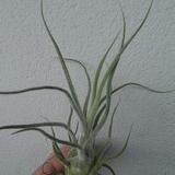Tillandsia pruinosa ' Large form'