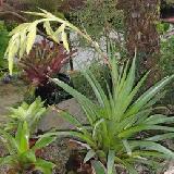 Tillandsia ampla