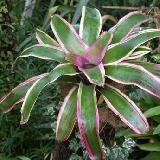 Neoregelia 'Luna'