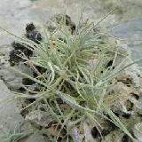 Tillandsia bandensis x crocata