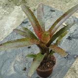 Neoregelia 'Red Measles'