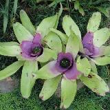 Neoregelia concentrica