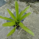 Neoregelia 'Mc williamsii