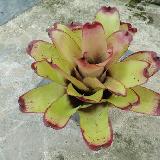 Neoregelia 'Tossed Salad'