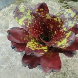 Neoregelia 'Green Eyes'