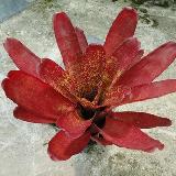 Neoregelia 'Jill'