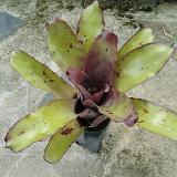 Neoregelia 'Patricia'